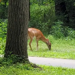 Kingsport Greenbelt - Kingsport