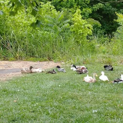 Kingsport Greenbelt - Kingsport