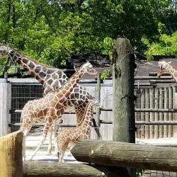 Knoxville Zoo - Knoxville