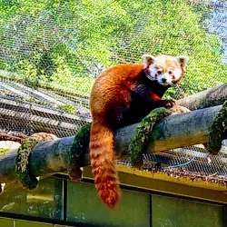 Knoxville Zoo - Knoxville