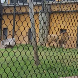 Knoxville Zoo - Knoxville