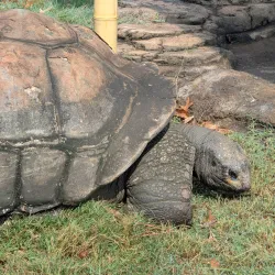 Knoxville Zoo - Knoxville