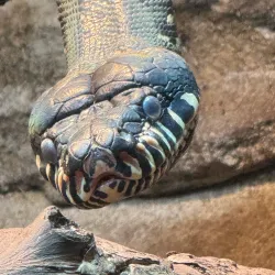 Knoxville Zoo - Knoxville