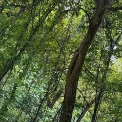 Sweetwater Creek Greenway - Lenoir City