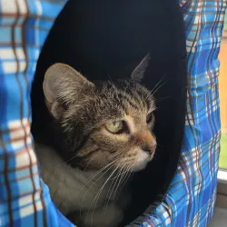 The Farm at Natchez Trace - Manchester