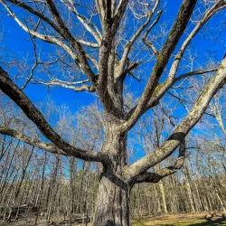 Big Bone Cave - McMinnville