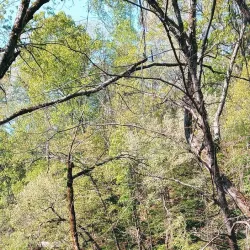 Downtown McMinnville - McMinnville