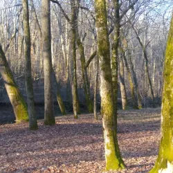 Downtown McMinnville - McMinnville