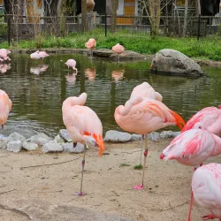 Memphis Zoo - Memphis