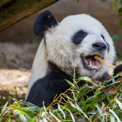 Memphis Zoo - Memphis