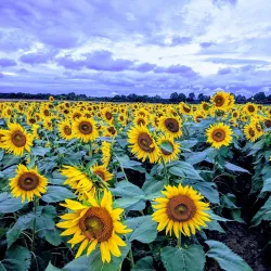 Shelby Farms Park - Memphis