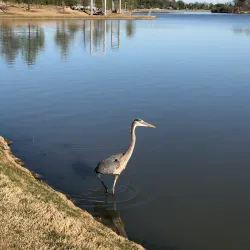 Shelby Farms Park - Memphis