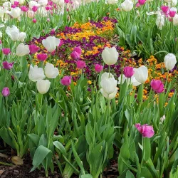 Cheekwood Estate & Gardens - Nashville