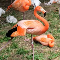 Nashville Zoo at Grassmere - Nashville