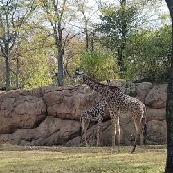 Nashville Zoo at Grassmere - Nashville