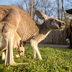 Nashville Zoo at Grassmere - Nashville