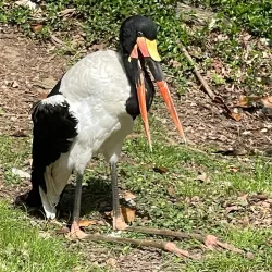 Nashville Zoo at Grassmere - Nashville