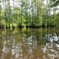 Hatchie National Wildlife Refuge - Oakland