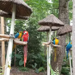 Parrot Mountain and Gardens - Pigeon Forge