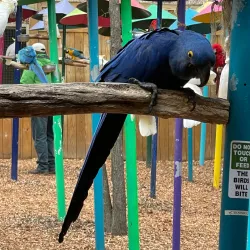 Parrot Mountain and Gardens - Pigeon Forge
