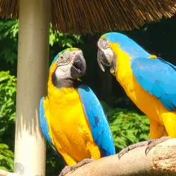 Parrot Mountain and Gardens - Pigeon Forge