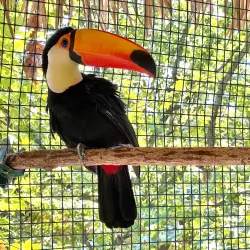 Parrot Mountain and Gardens - Pigeon Forge