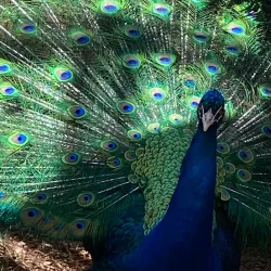 Parrot Mountain and Gardens - Pigeon Forge