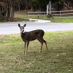 Bledsoe Creek State Park - Pikeville
