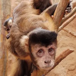 Rainforest Adventures Discovery Zoo - Sevierville