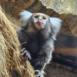 Rainforest Adventures Discovery Zoo - Sevierville