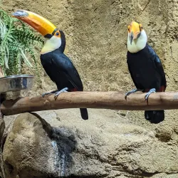 Rainforest Adventures Discovery Zoo - Sevierville