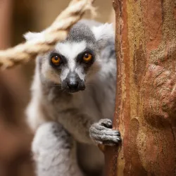 Rainforest Adventures Discovery Zoo - Sevierville