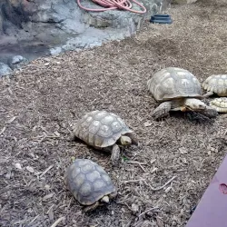 Rainforest Adventures Discovery Zoo - Sevierville