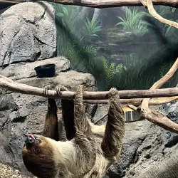 Rainforest Adventures Discovery Zoo - Sevierville