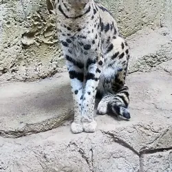 Rainforest Adventures Discovery Zoo - Sevierville