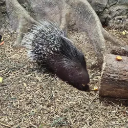 Rainforest Adventures Discovery Zoo - Sevierville