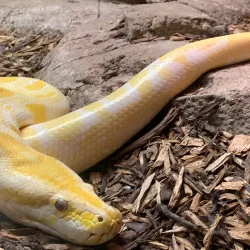 Rainforest Adventures Discovery Zoo - Sevierville