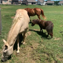 Spring Hill Farmers Market - Spring Hill