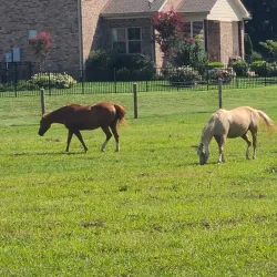 Spring Hill Farmers Market - Spring Hill