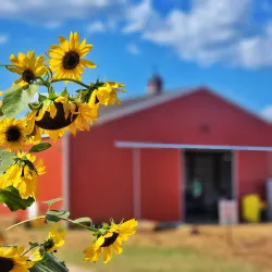 Spring Hill Farmers Market - Spring Hill