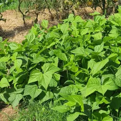 Spring Hill Farmers Market - Spring Hill