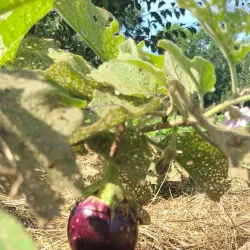 Spring Hill Farmers Market - Spring Hill