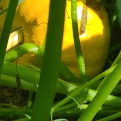 Spring Hill Farmers Market - Spring Hill