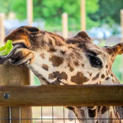 Abilene Zoo - Abilene