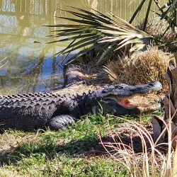 Abilene Zoo - Abilene