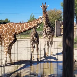 Abilene Zoo - Abilene