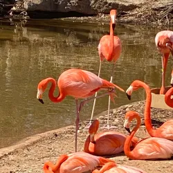 Abilene Zoo - Abilene