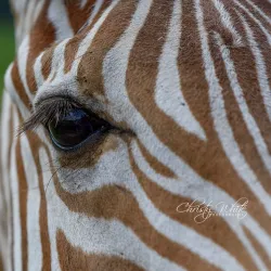 Bayou Wildlife Zoo - Alvin