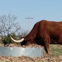 Palo Duro Canyon State Park - Amarillo