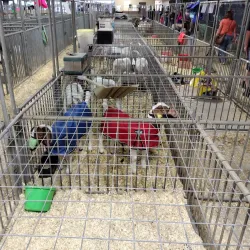 Brazoria County Fairgrounds - Angleton